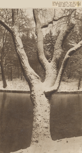 874641 Afbeelding van de wintersfeer in het Julianapark te Zuilen: een besneeuwde boomstam.